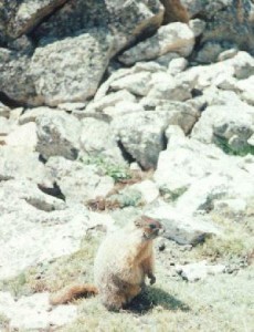 Stormy is a yellow-bellied marmot.